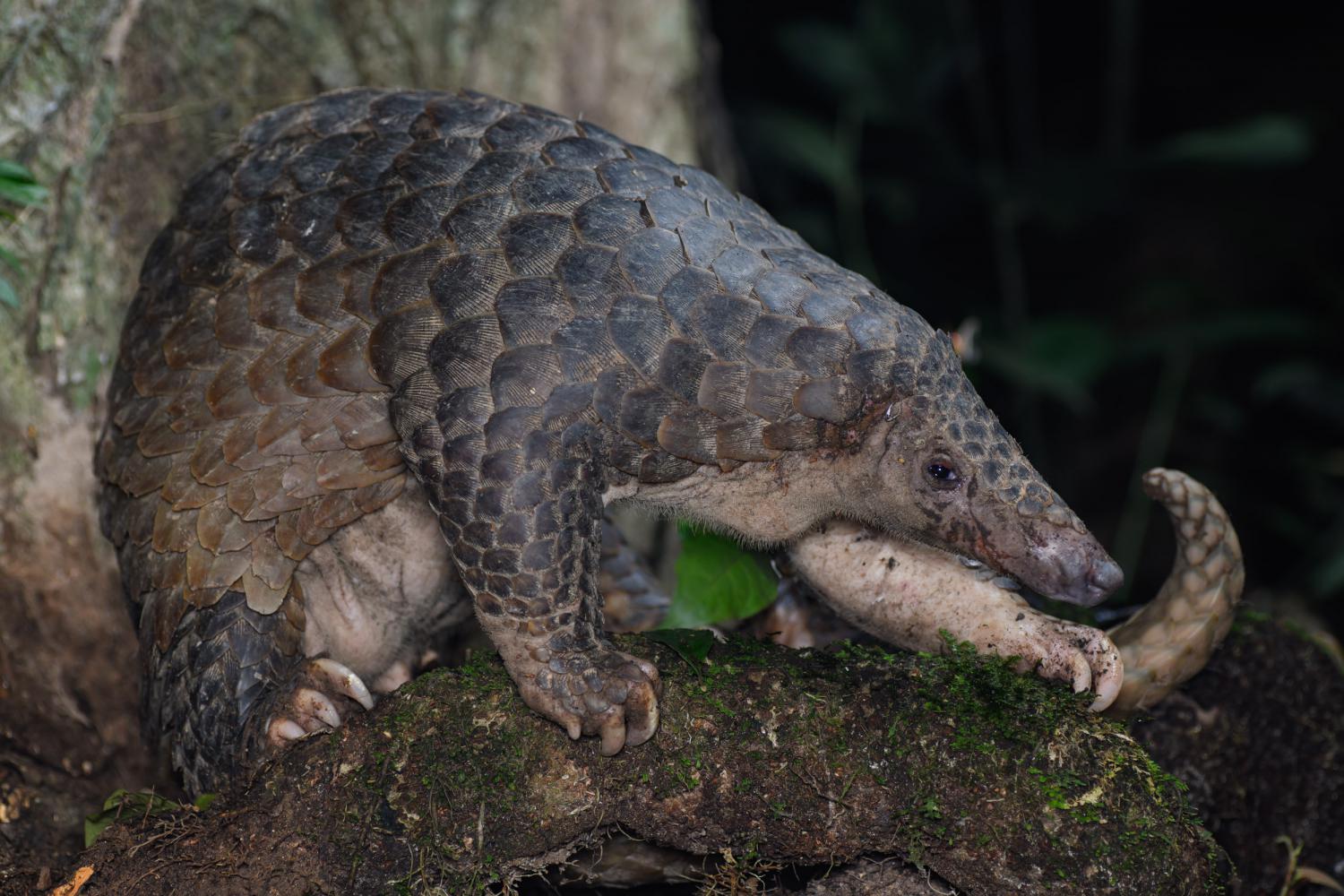 Sunda pangolin (Manis javanica)