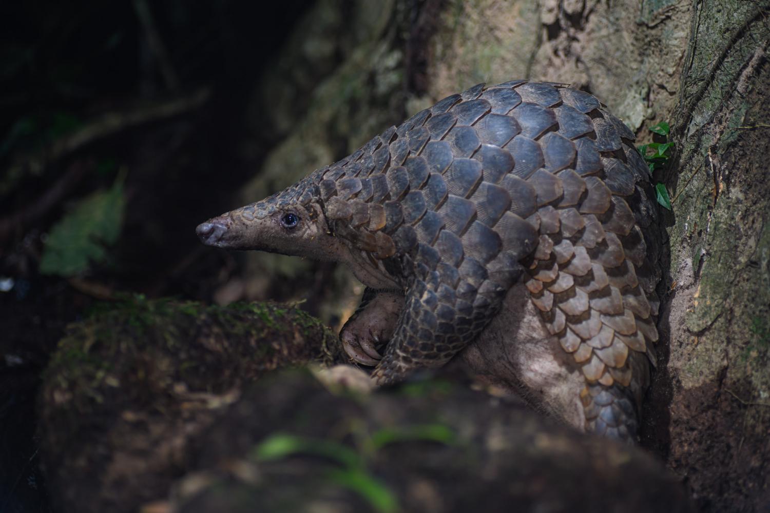 Sunda pangolin (Manis javanica)