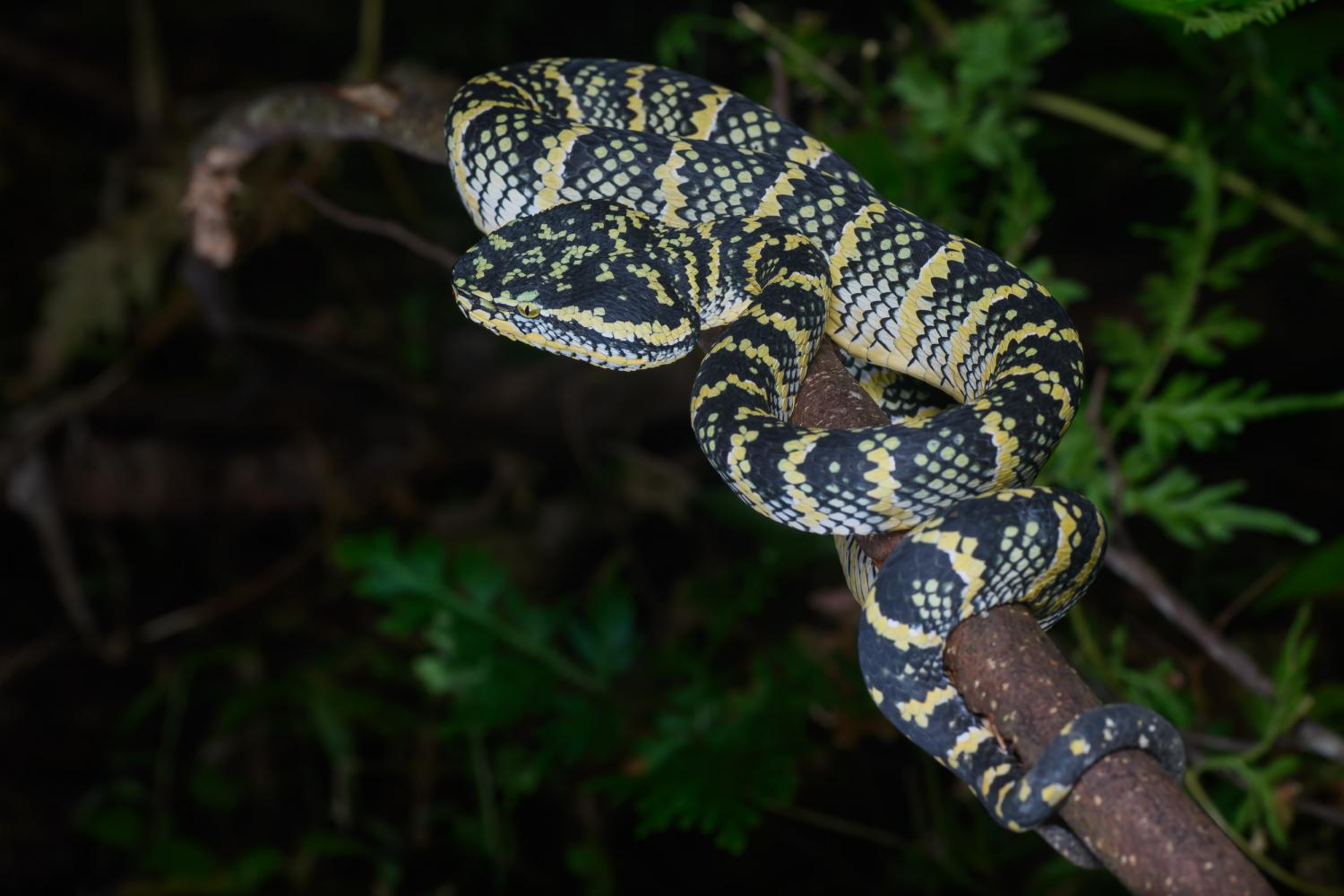 Wagler's Pit-viper, Tropidolaemus wagleri♀ Juveniles females have a  slender, lime green dorsum sparsely patterned with pairs of coloured…