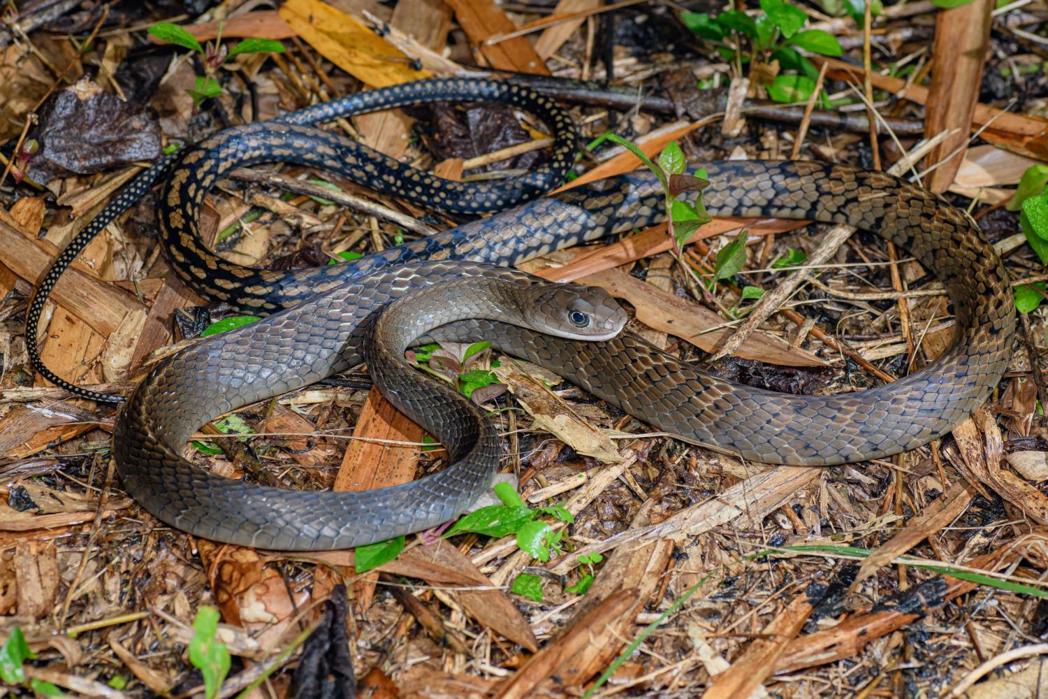 Keeled rat snake (Ptyas carinata)