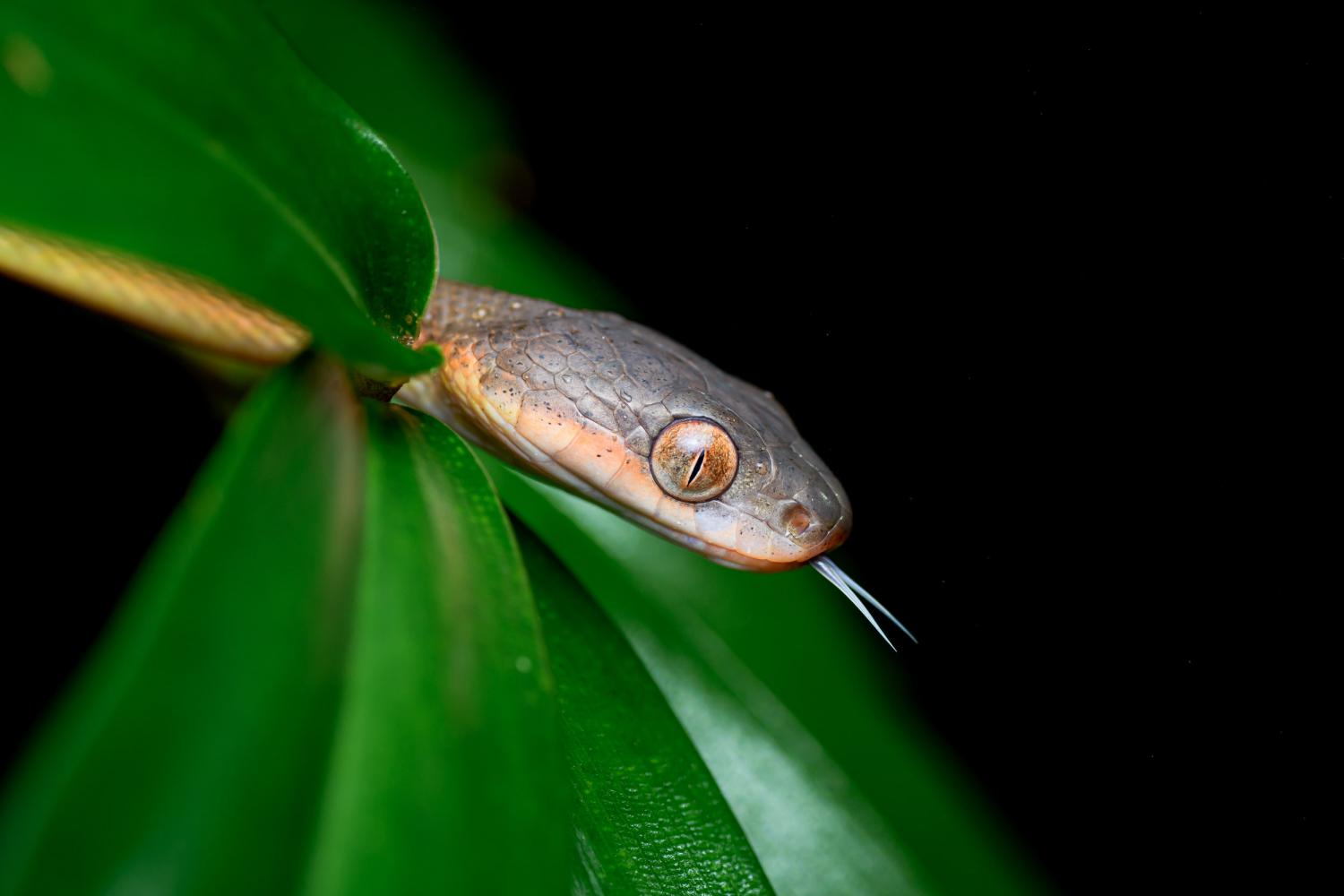 Black-headed cat snake (Boiga nigriceps)