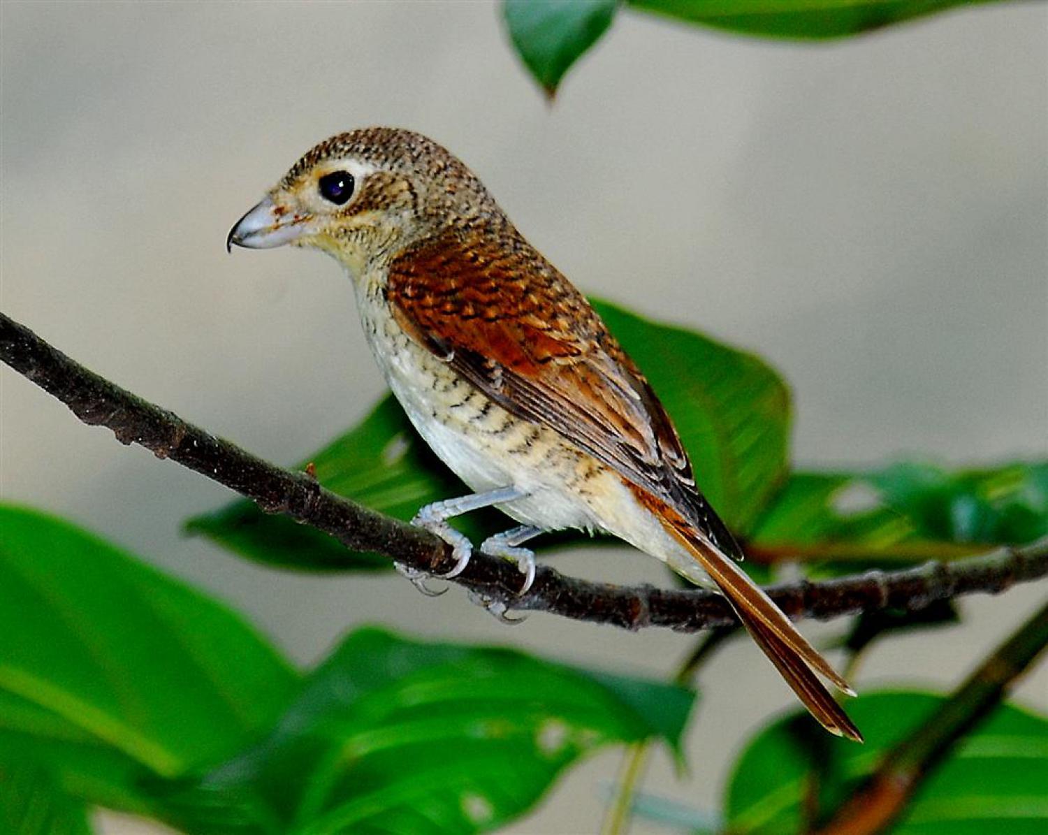 Tiger shrike (Lanius tigrinus)