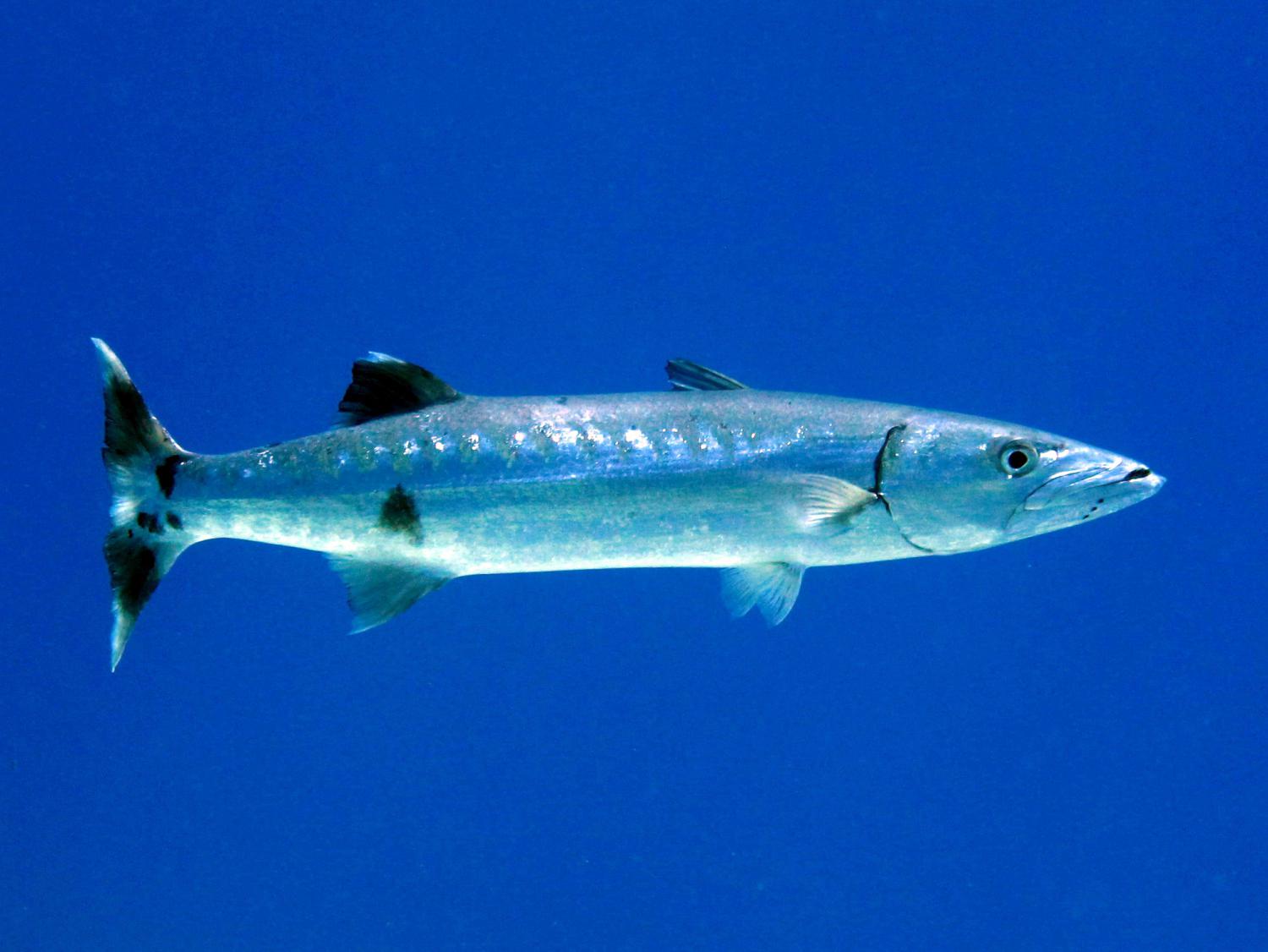 Great barracuda (Sphyraena barracuda)