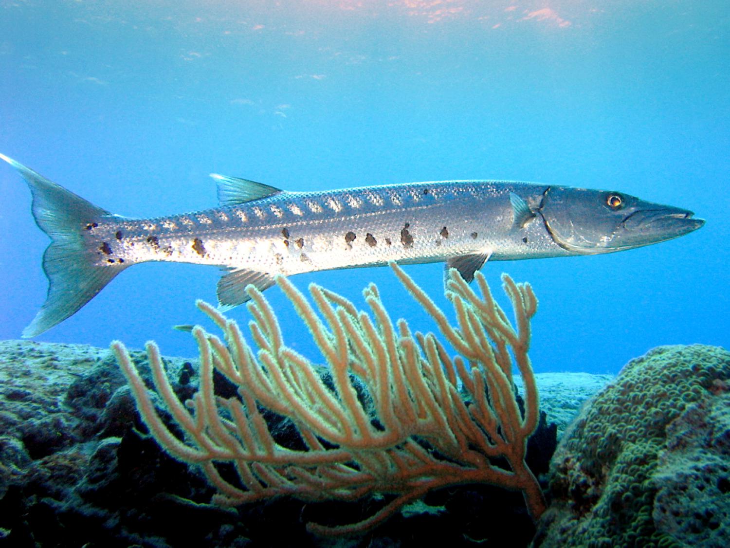 Great barracuda (Sphyraena barracuda)