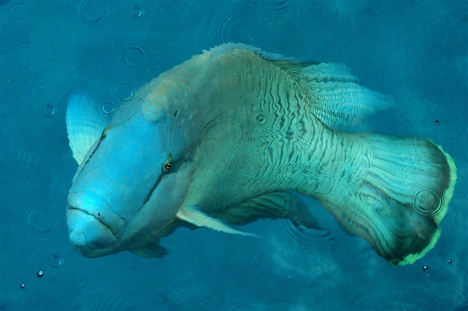 Humphead wrasse (Cheilinus undulatus)