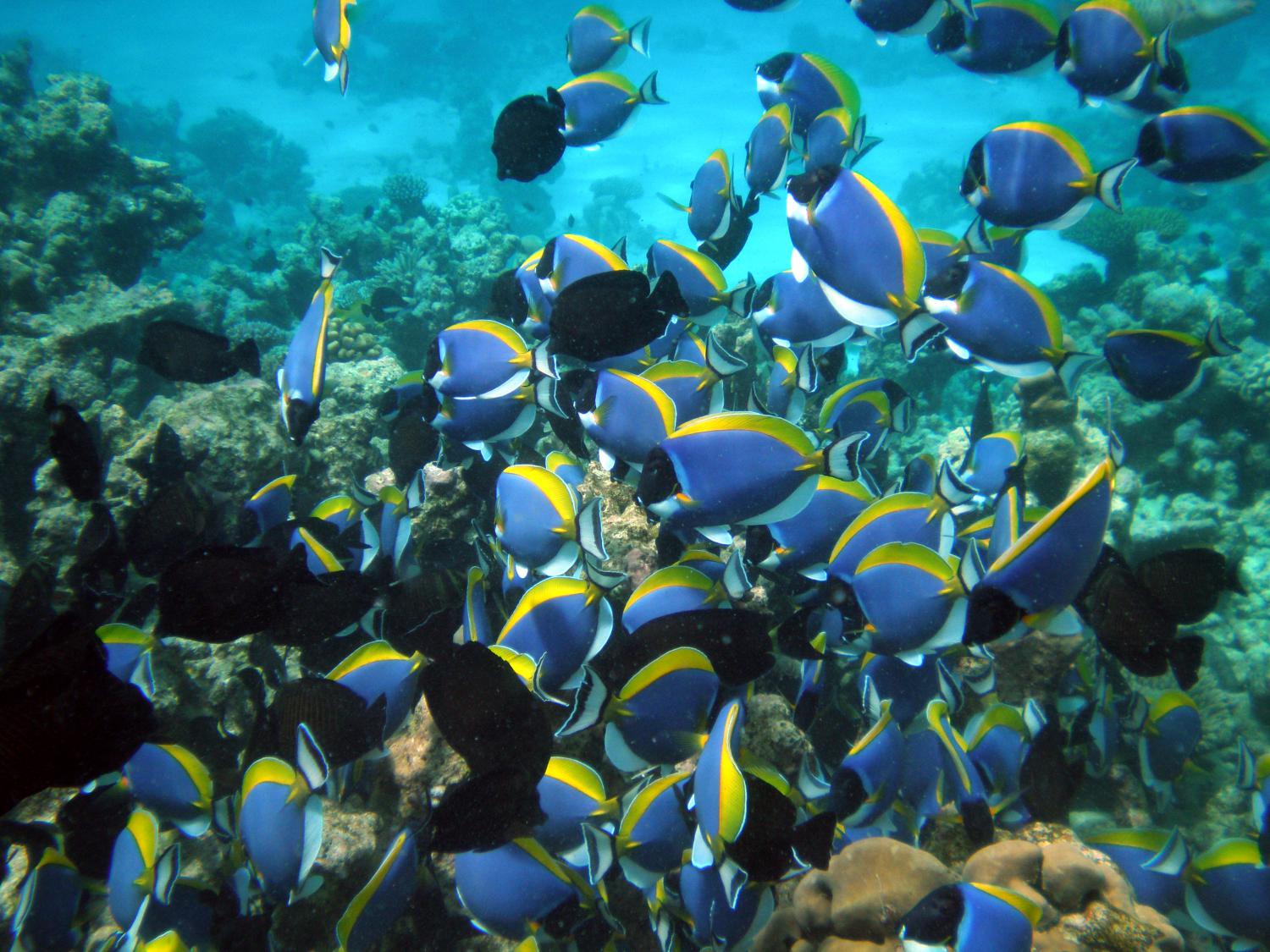 Powderblue surgeonfish (Acanthurus leucosternon)