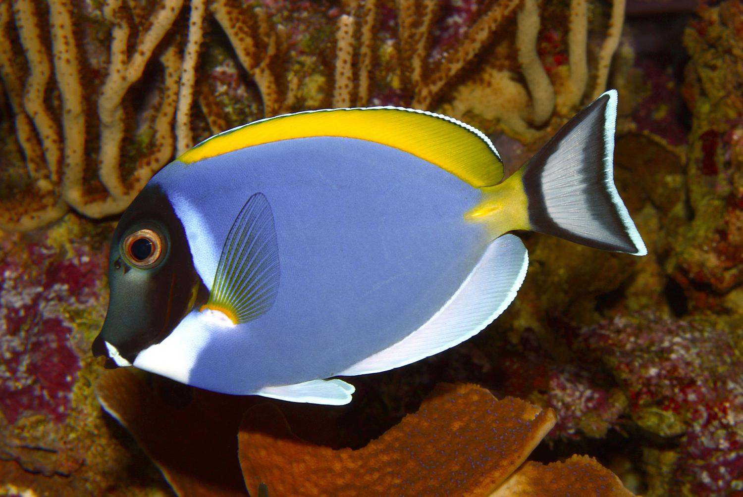 Powderblue surgeonfish (Acanthurus leucosternon)