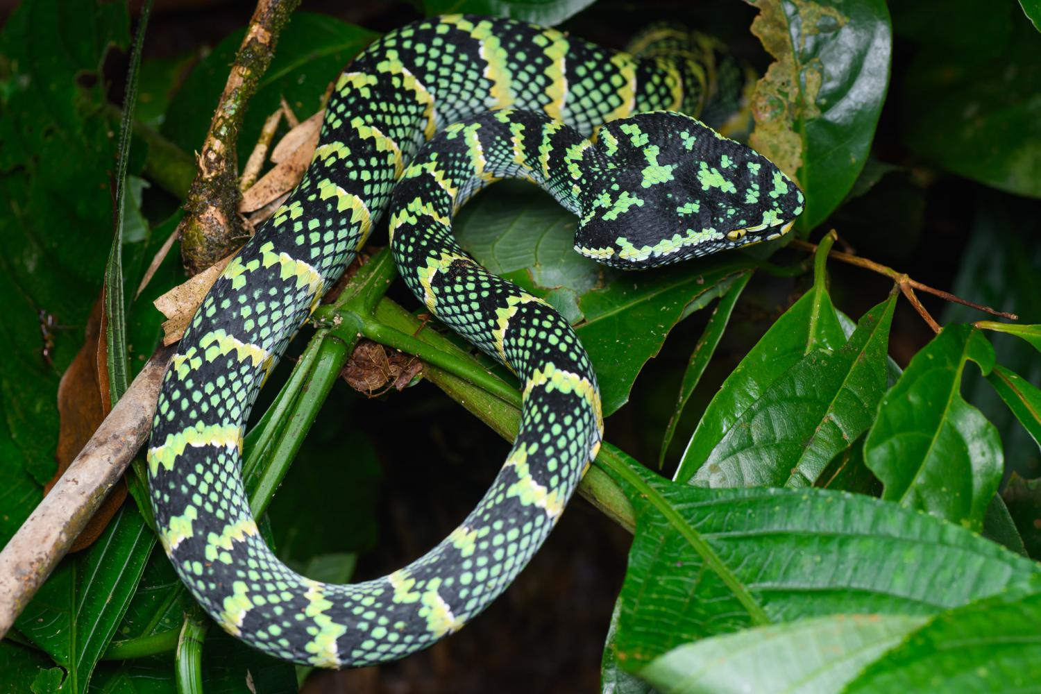 Wagler's Pit-viper, Tropidolaemus wagleri♀ Juveniles females have a  slender, lime green dorsum sparsely patterned with pairs of coloured…