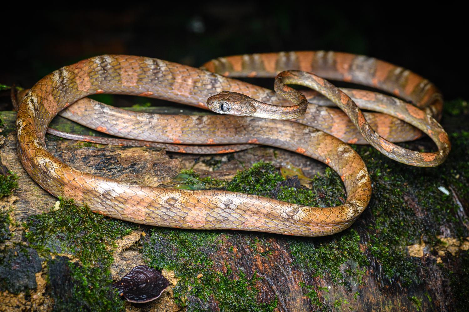 Drapiez's cat snake (Boiga drapiezii)