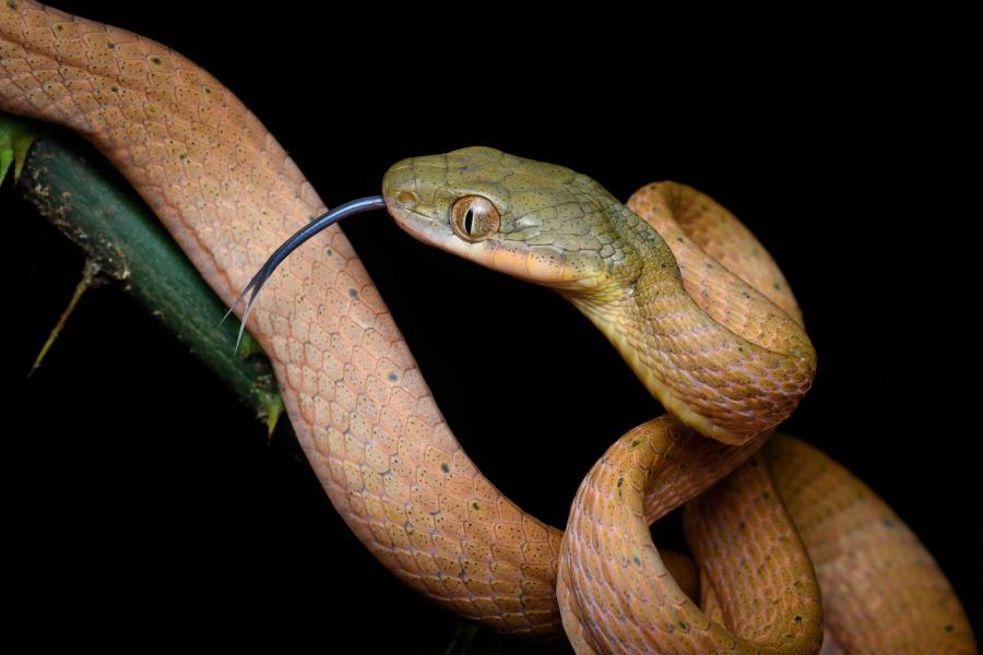 Black-headed cat snake (Boiga nigriceps)