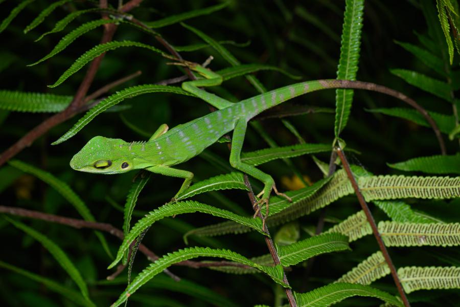 Crested green lizard (Bronchocela cristatella)