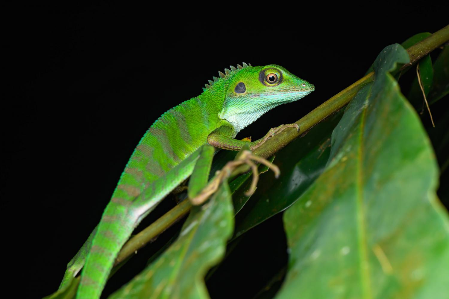 Crested green lizard (Bronchocela cristatella)