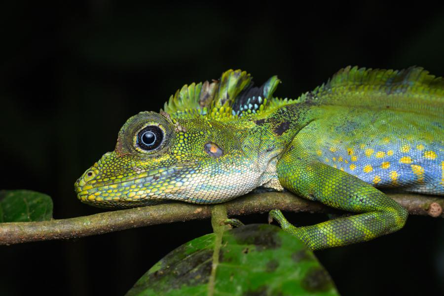 Great anglehead lizard (Gonocephalus grandis)