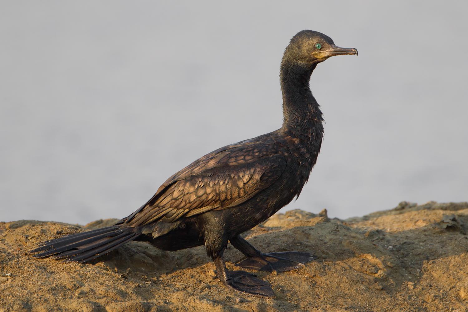 indian cormorant