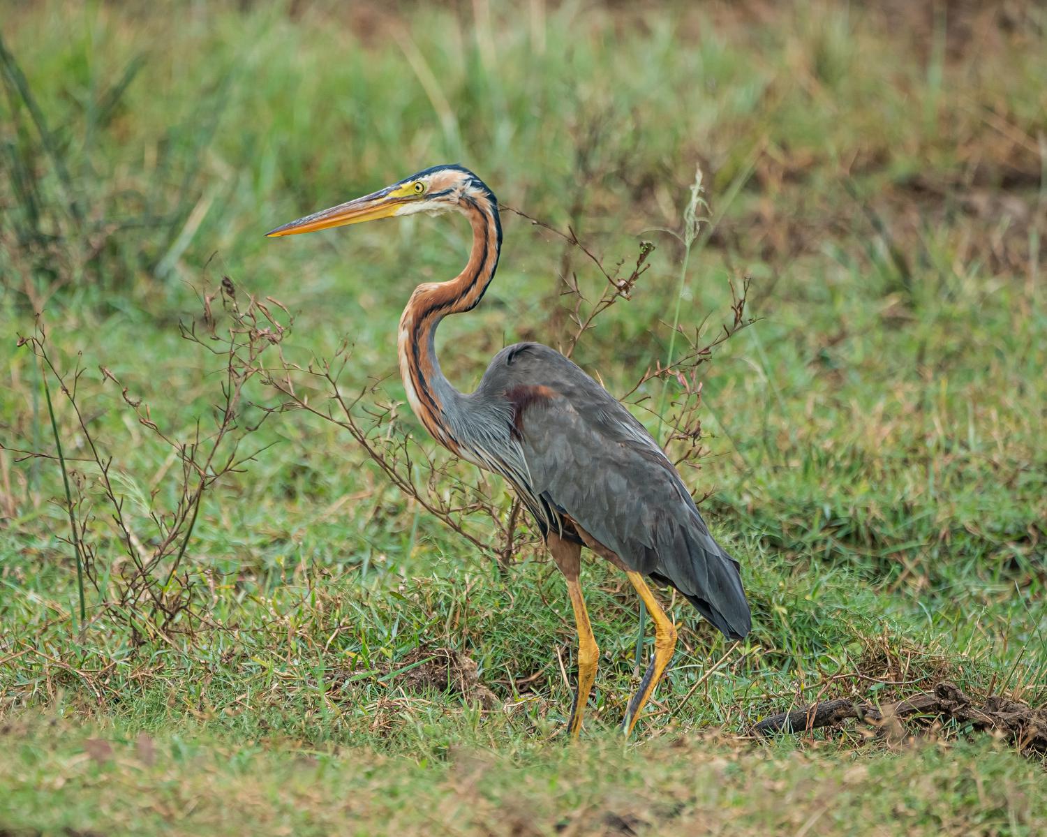Purple Heron Ardea Purpurea Purple Heron Ardea Purpurea