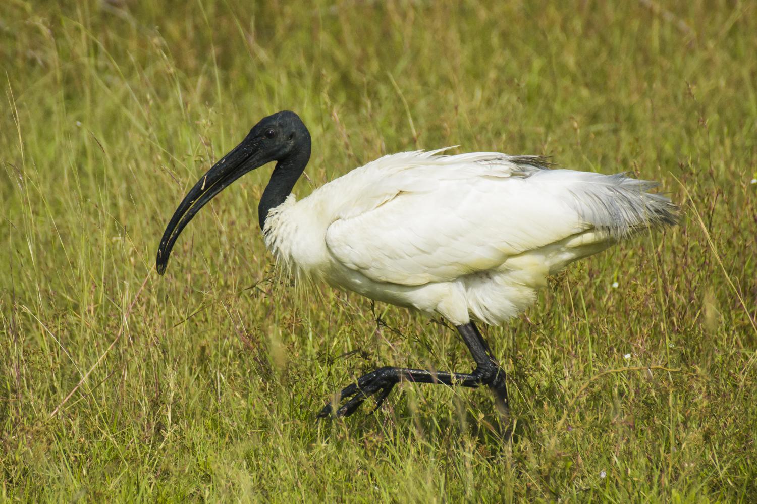 black-headed-ibis-threskiornis-melanocephalus