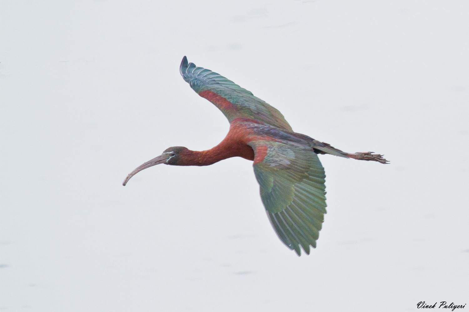 Glossy Ibis