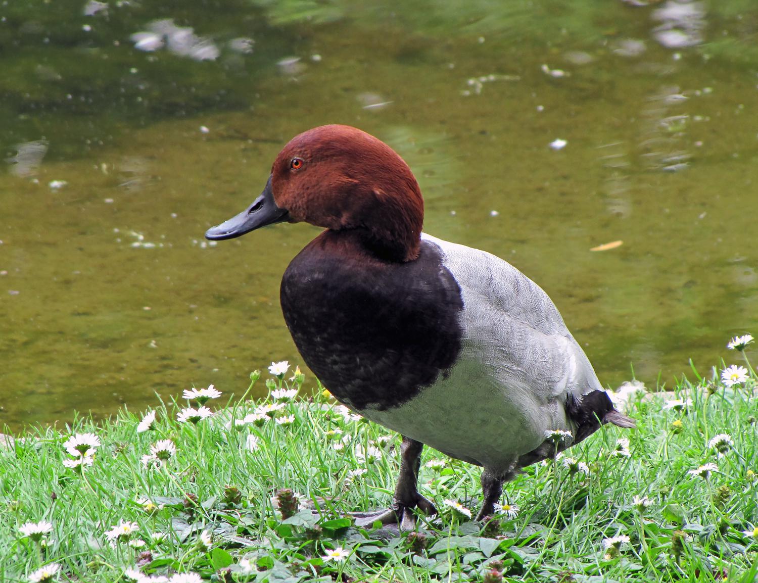 Common pochard (Aythya ferina)