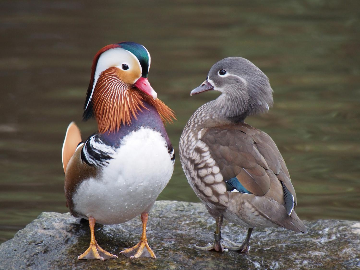 Mandarin duck (Aix galericulata)