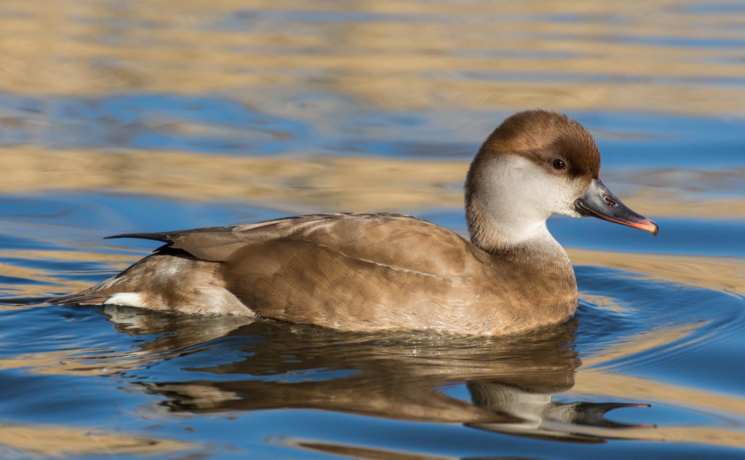 Red-crested pochard (Netta rufina)