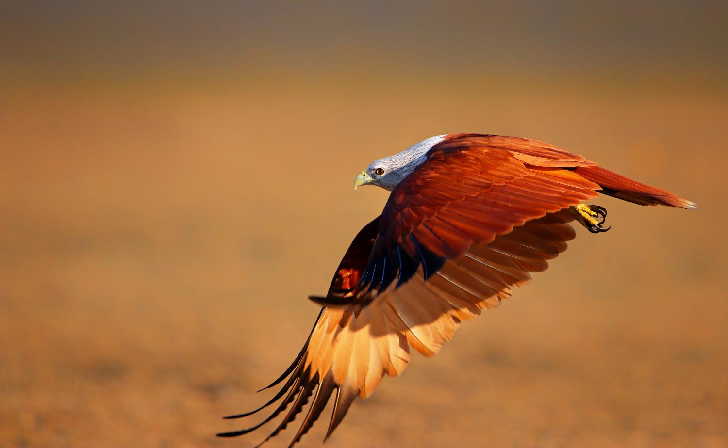 brahminy kite wings