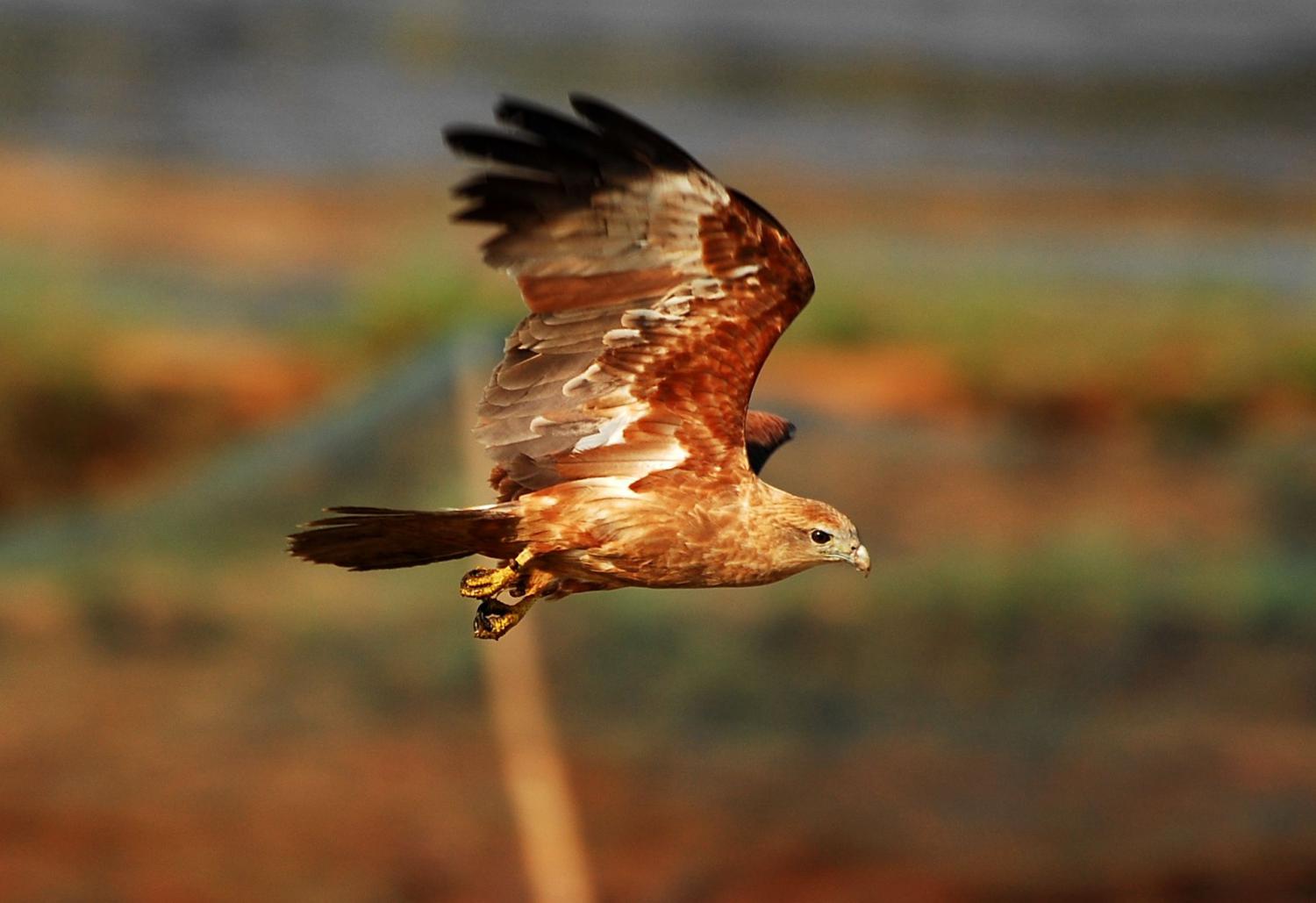 brahminy kite name origin