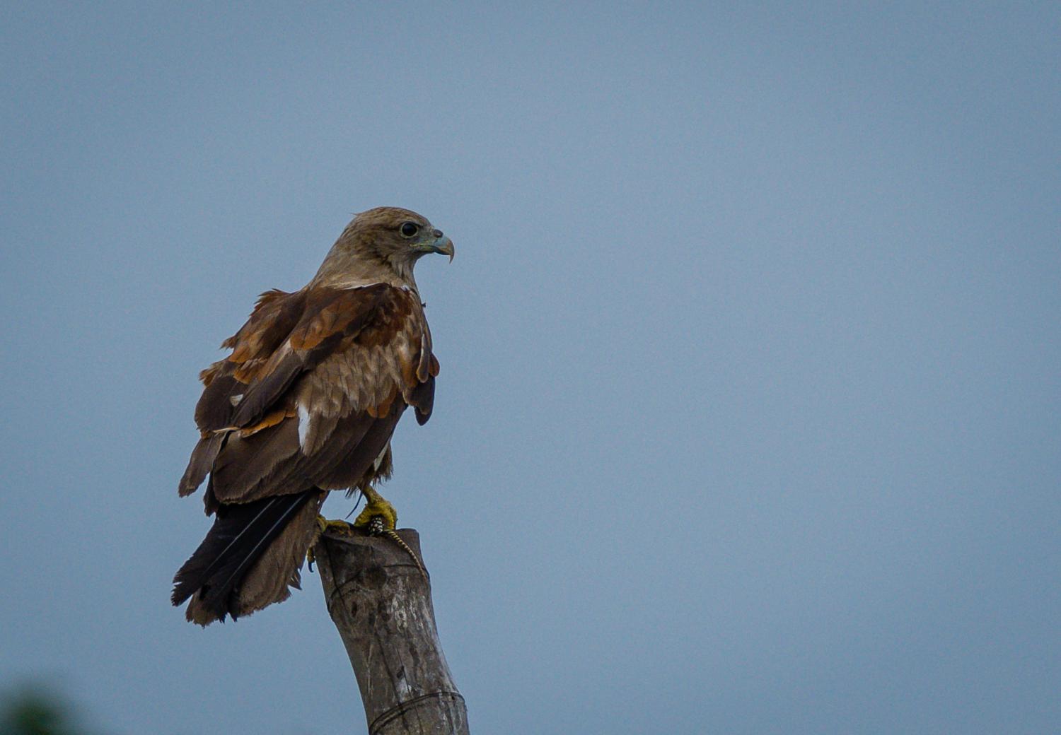 brahminy kite spiritual meaning