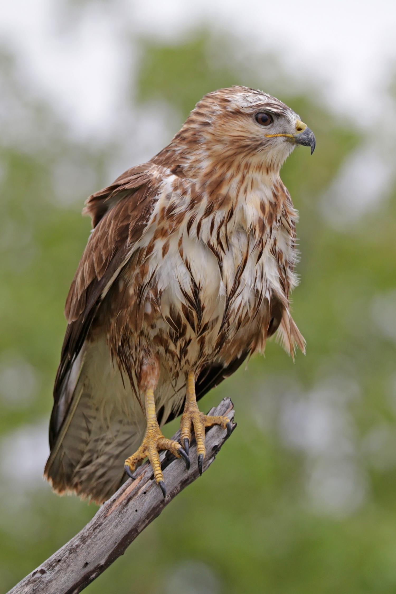 Common Buzzard Buteo Buteo 