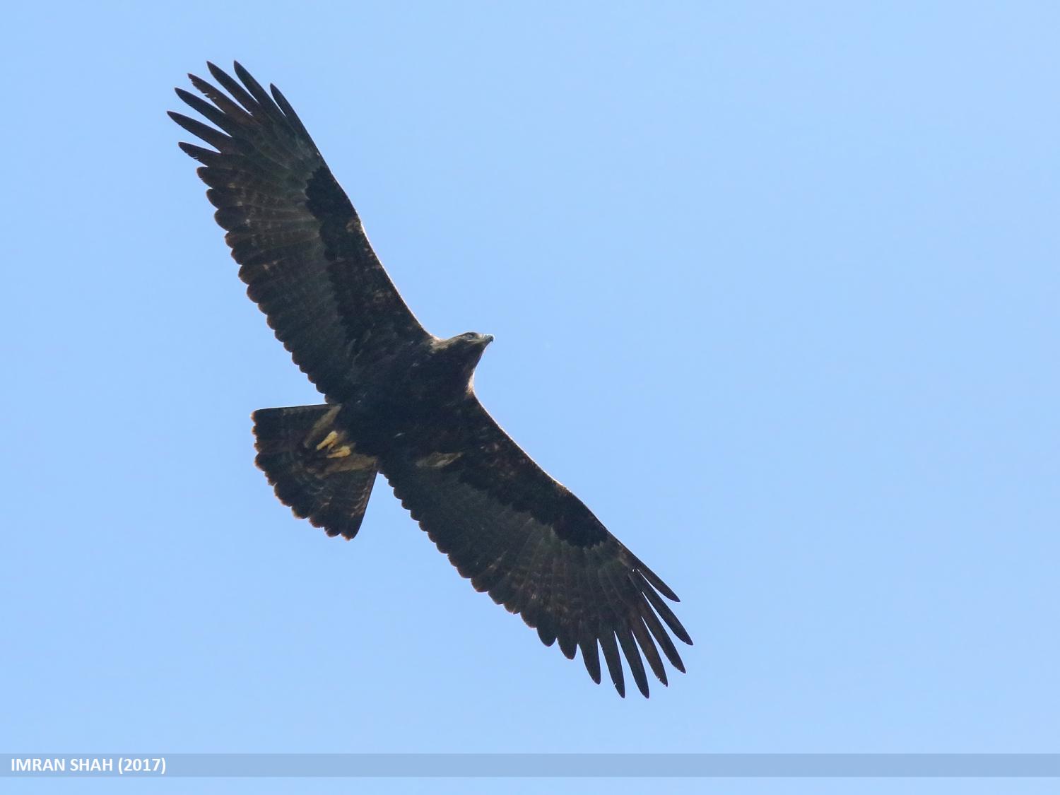 Eastern imperial eagle (Aquila heliaca)