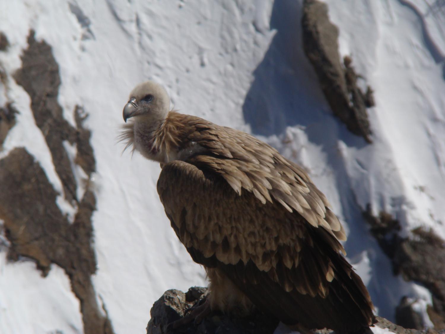 Himalayan griffon vulture (Gyps himalayensis)