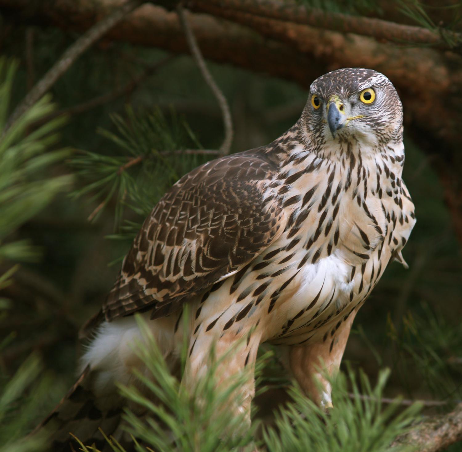 Northern goshawk (Accipiter gentilis)