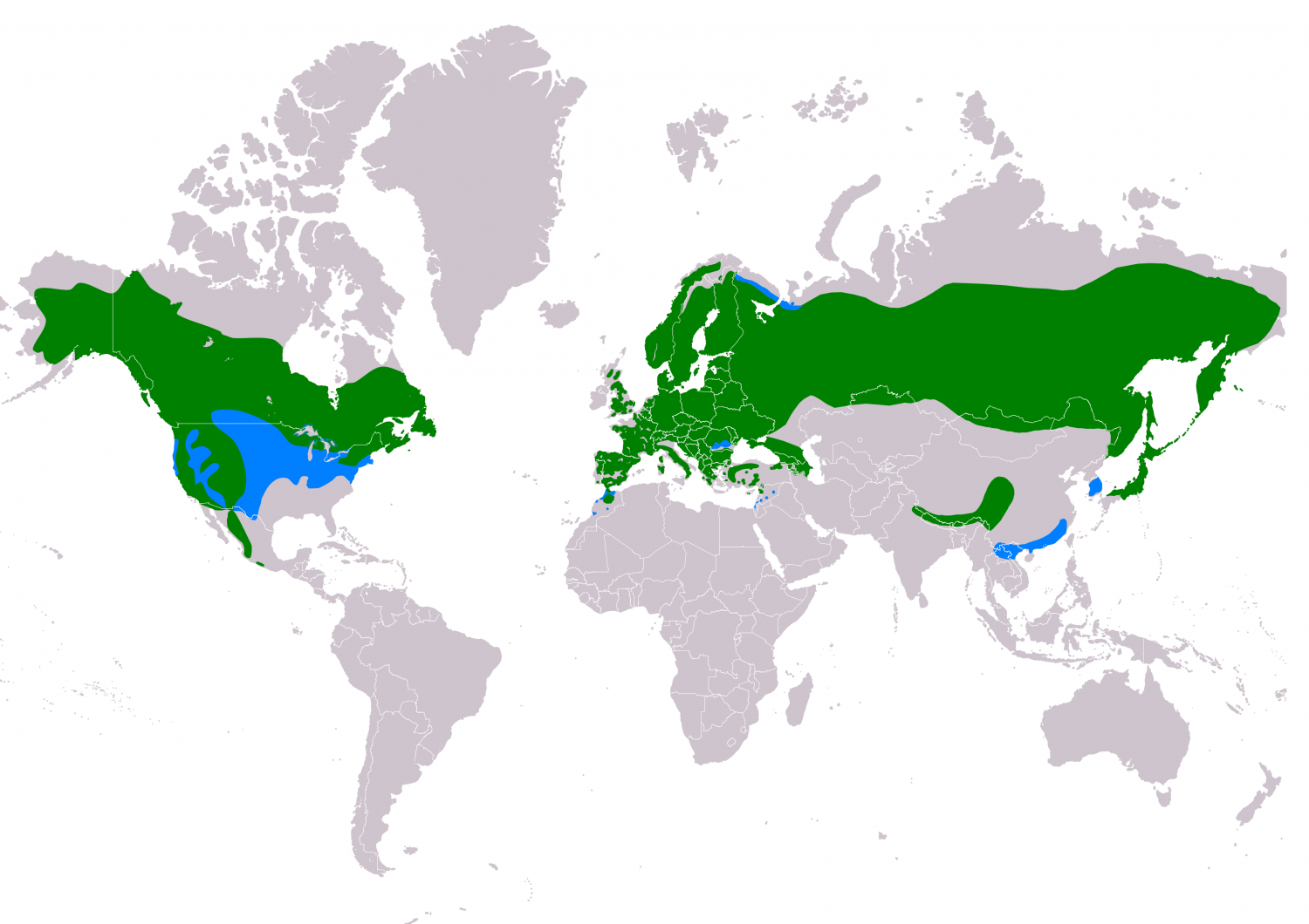 Northern goshawk (Accipiter gentilis)