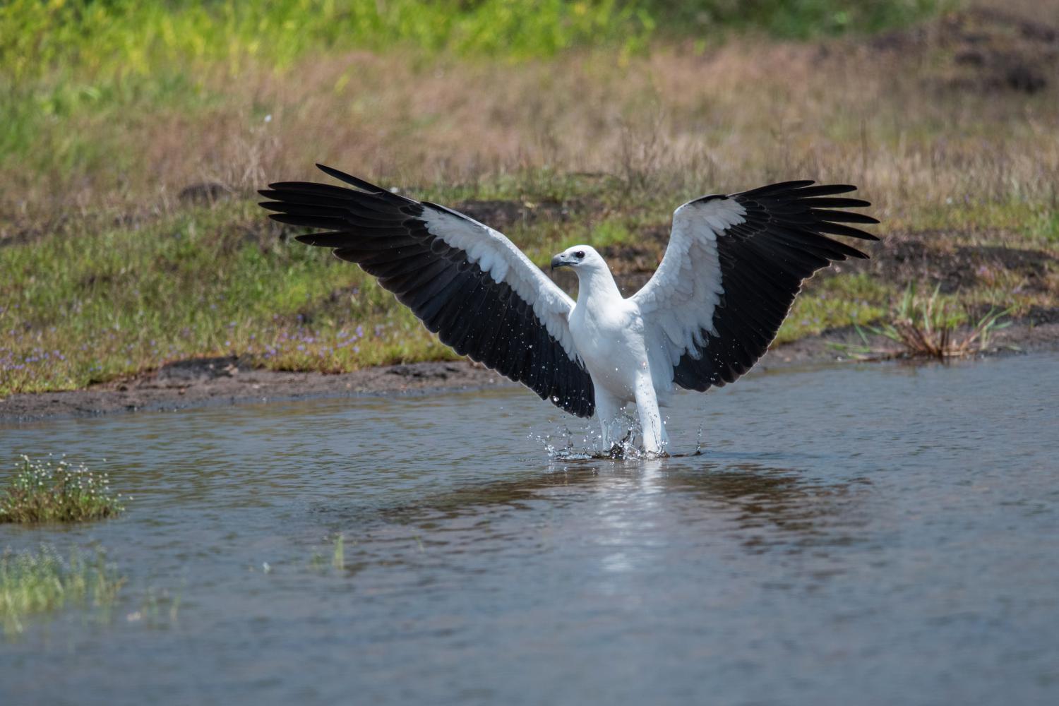 White-bellied sea eagle (Haliaeetus leucogaster)