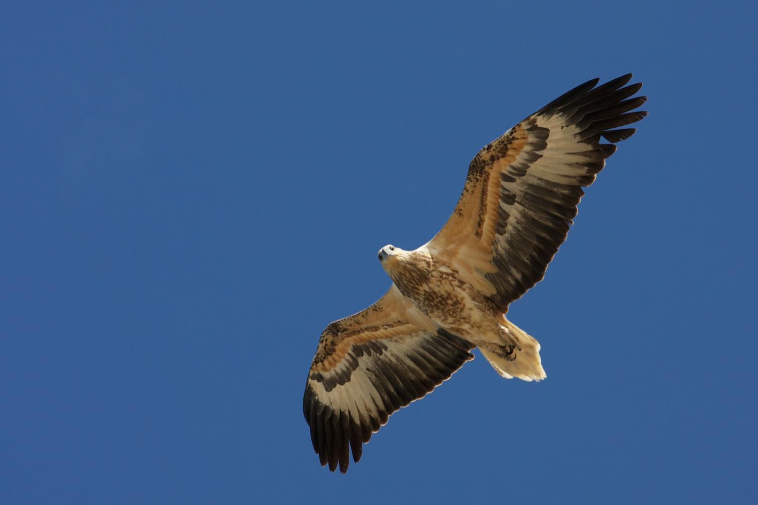 White-bellied sea eagle (Haliaeetus leucogaster)