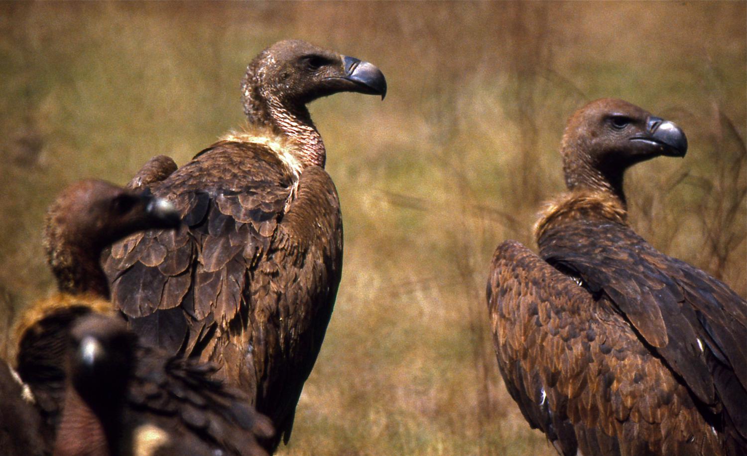 white rumped vulture