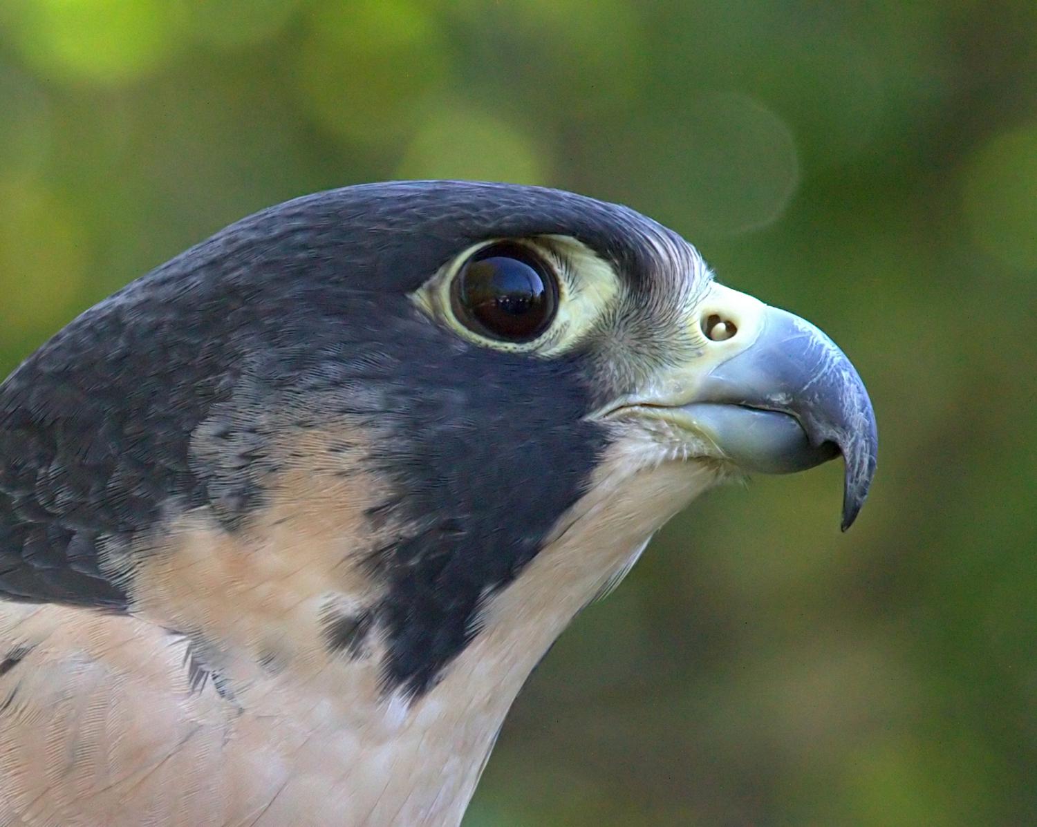 peregrin falcon