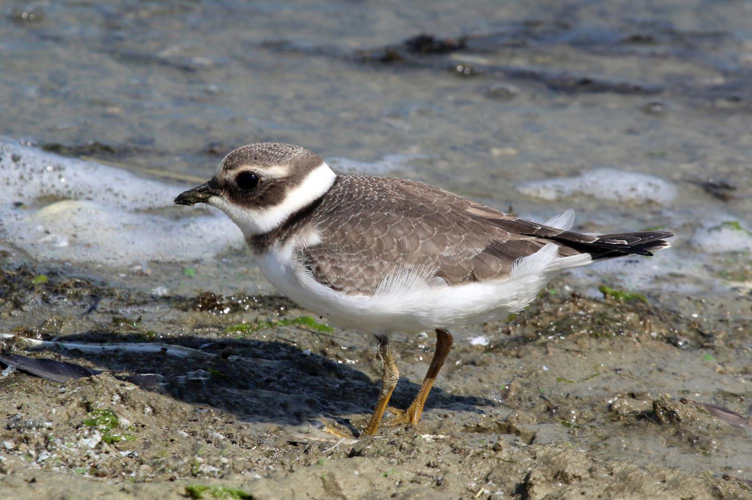 Common ringed plover (Charadrius hiaticula)