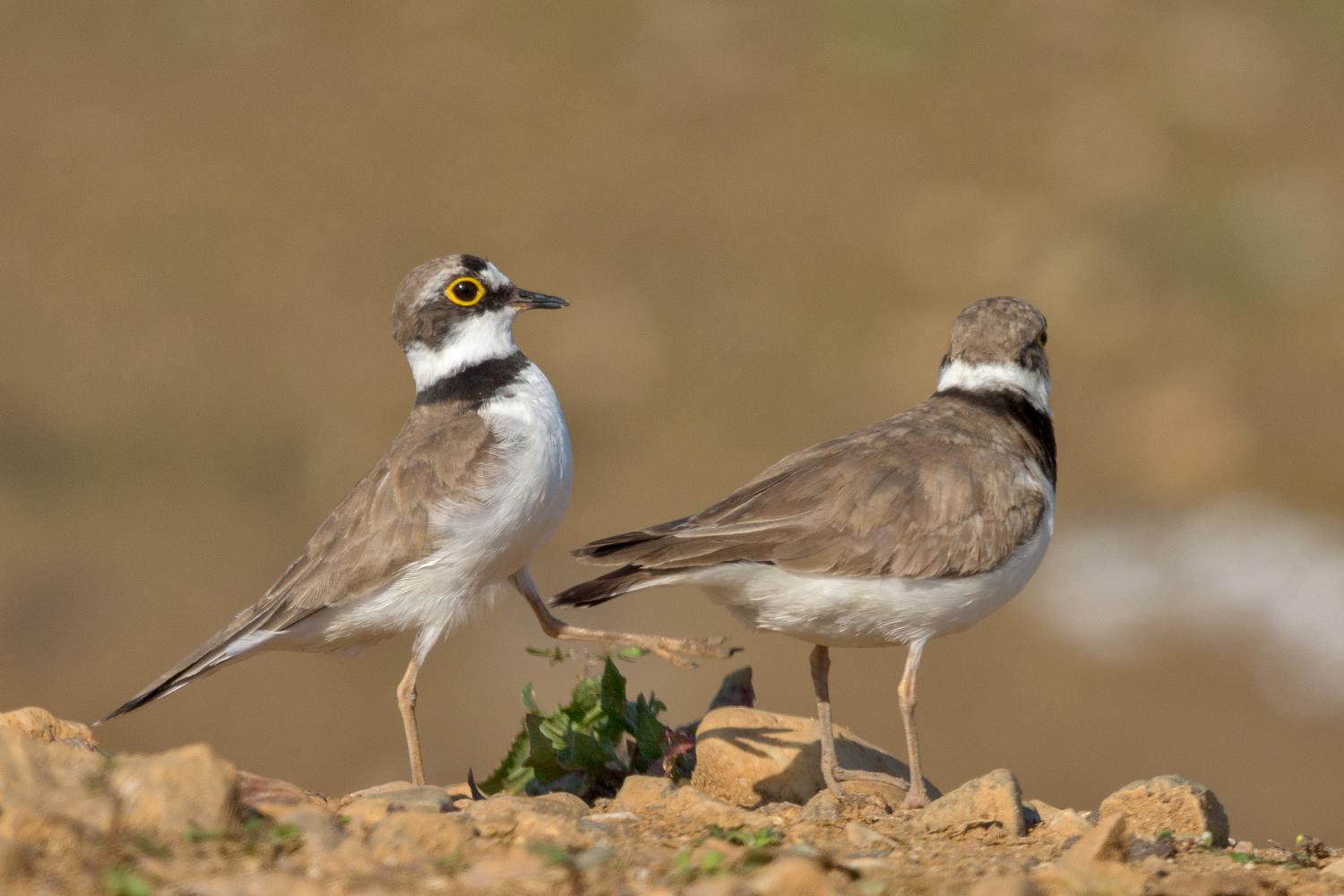 Little Ringed Plover sitting on its nest, Little Ringed Plover, Charadrius  dubius, Stock Photo, Picture And Rights Managed Image. Pic.  AQT-RLC_A031_180131_00951 | agefotostock