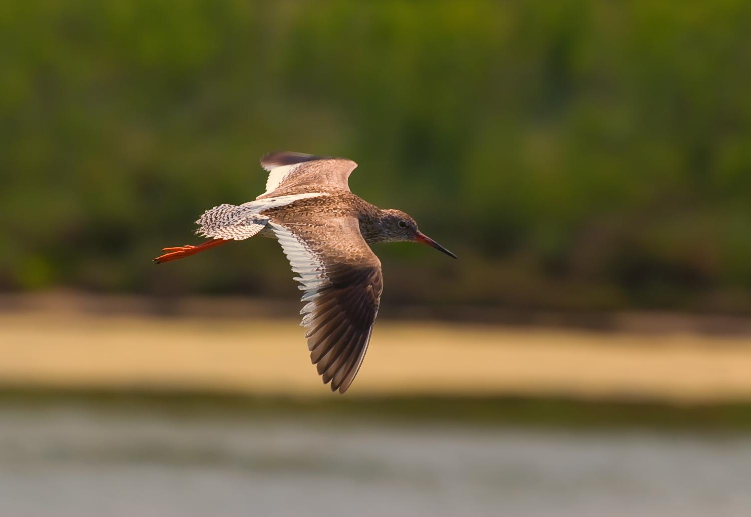 Common redshank (Tringa totanus)