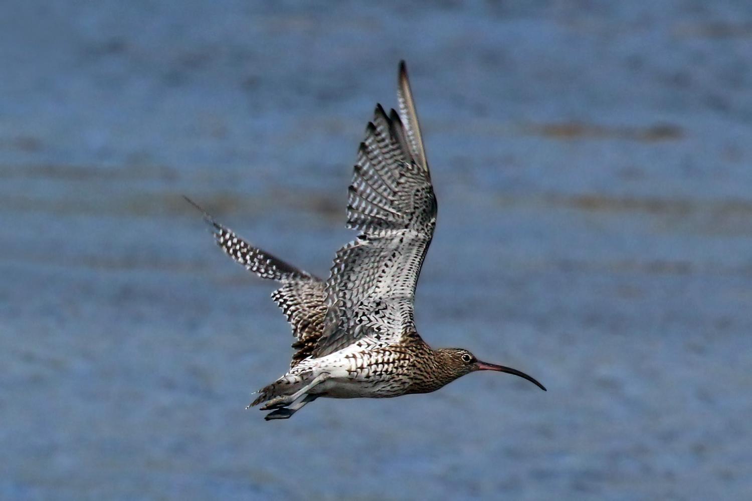 Eurasian curlew (Numenius arquata)