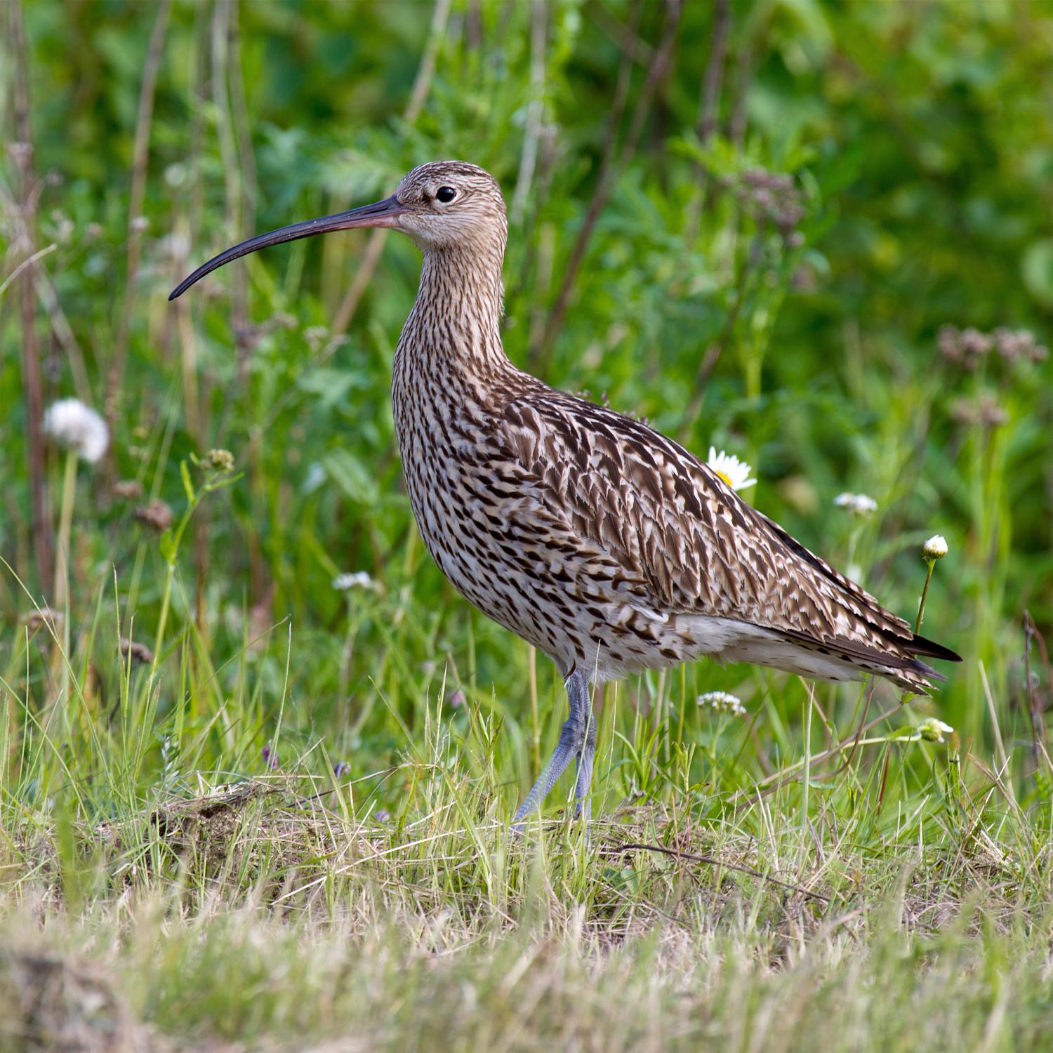 Eurasian curlew (Numenius arquata)