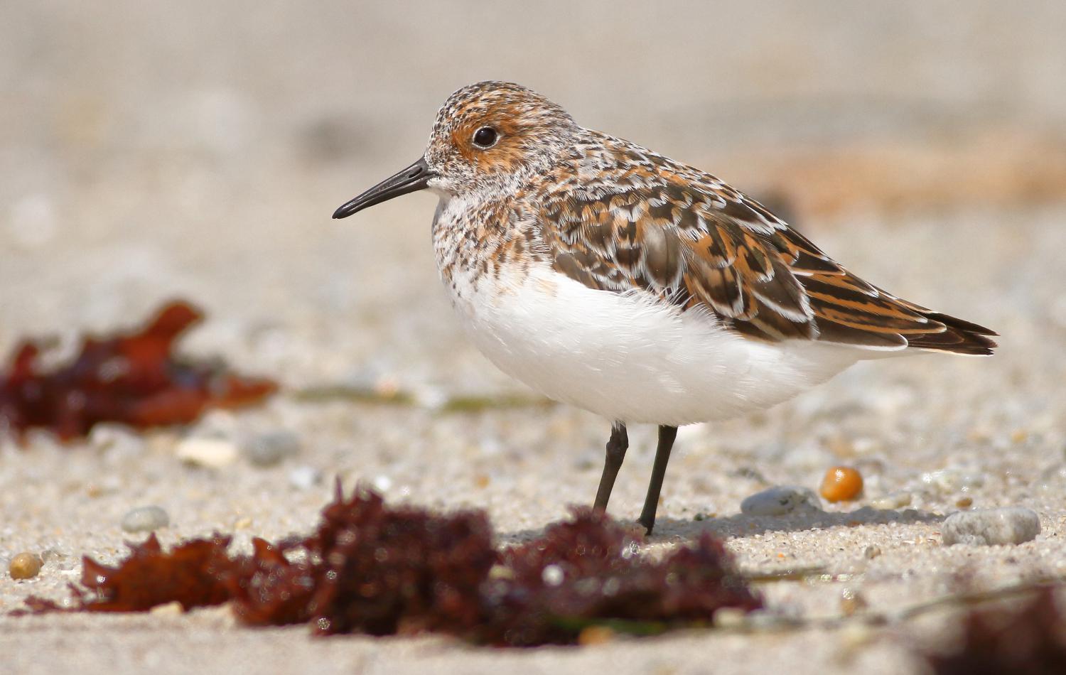 Sanderling (Calidris alba)