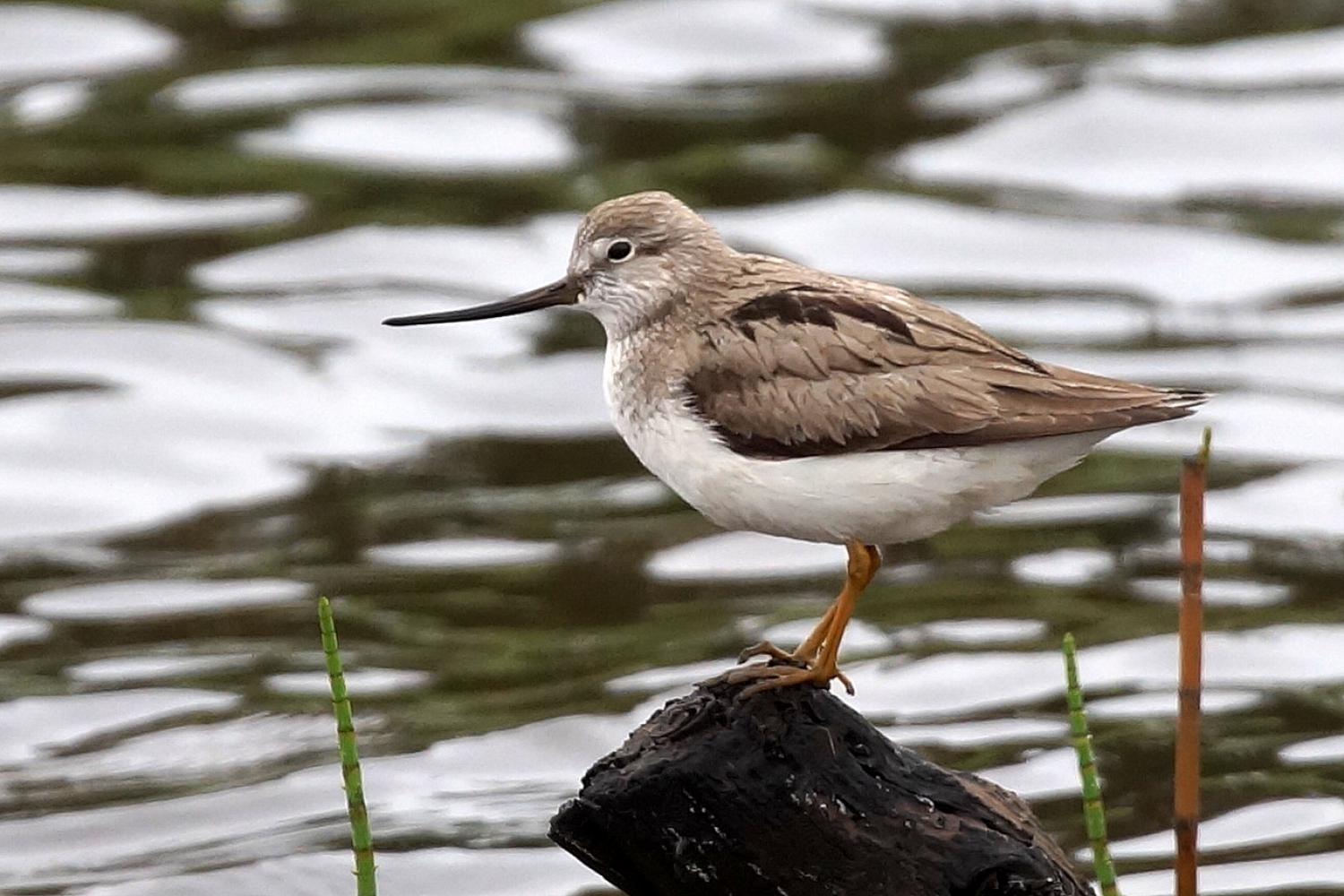 Terek sandpiper (Xenus cinereus)