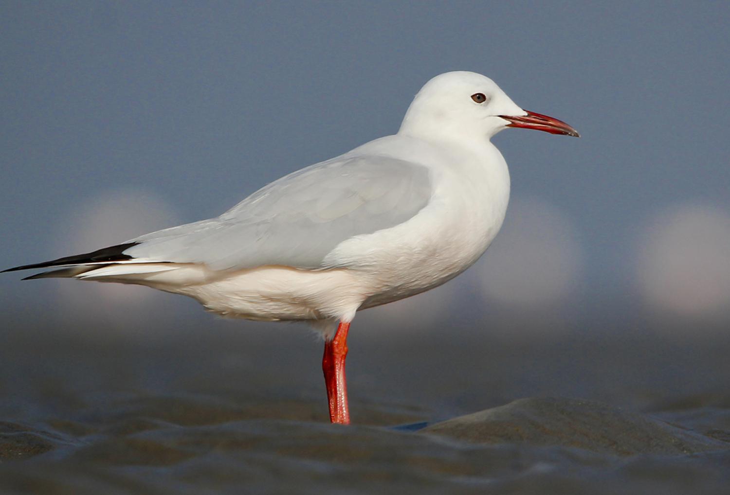 Slender Billed Gull Chroicocephalus Genei 7347