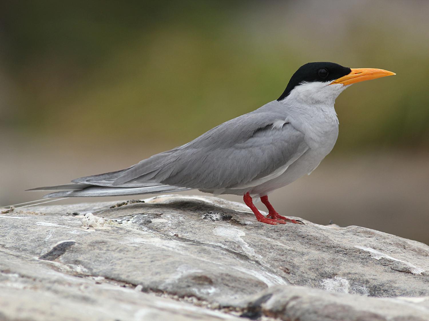 River tern (Sterna aurantia)