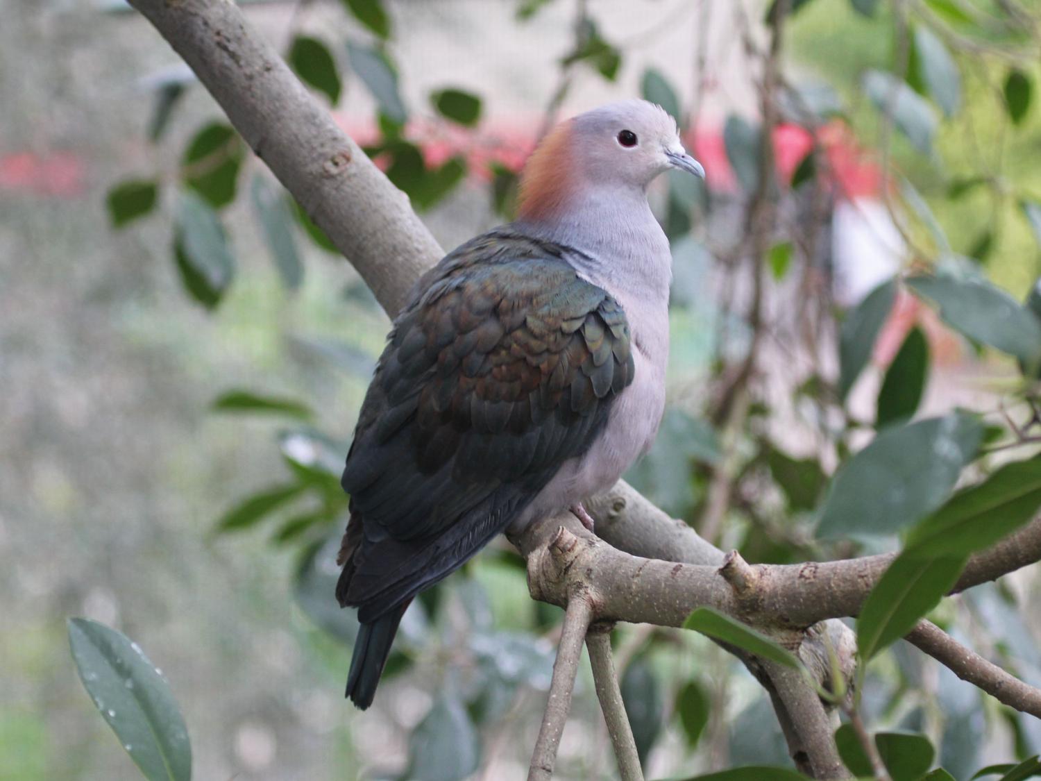 Green imperial pigeon (Ducula aenea)