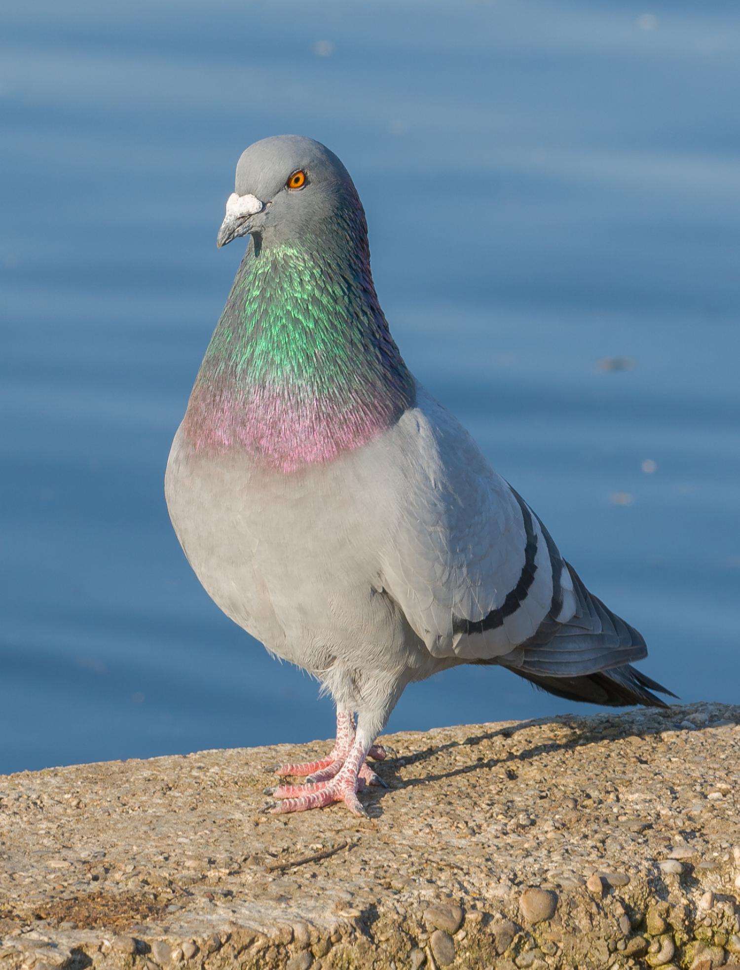 Rock pigeon (Columba livia)