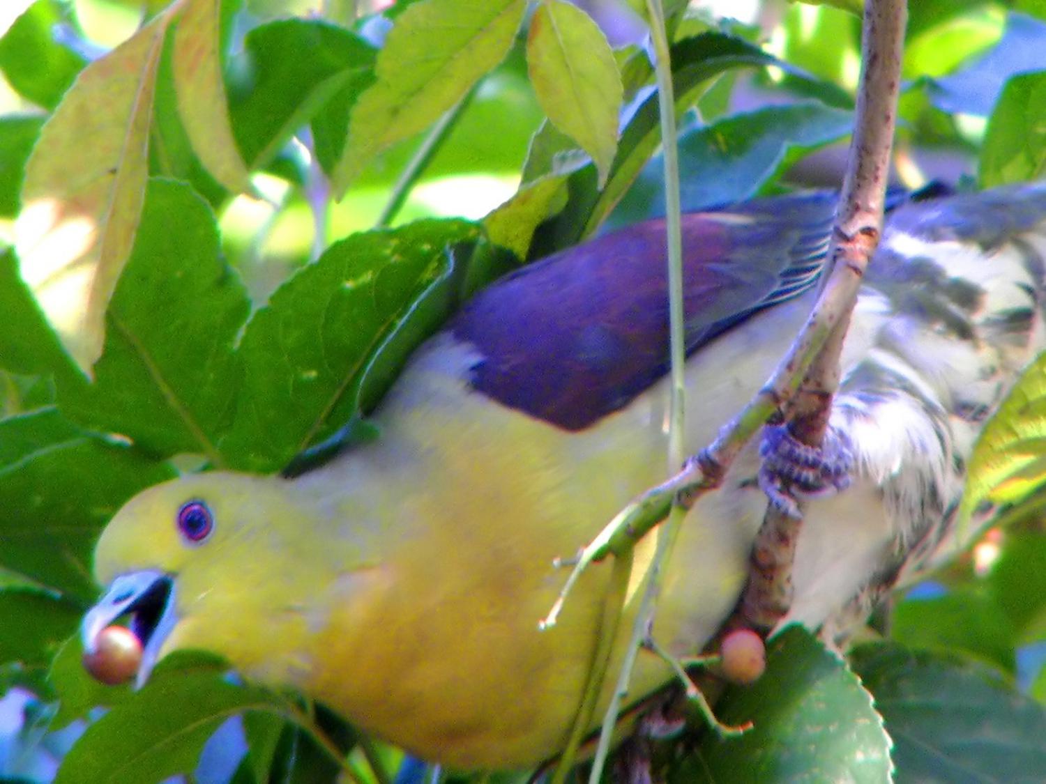 White-bellied green pigeon (Treron sieboldii)