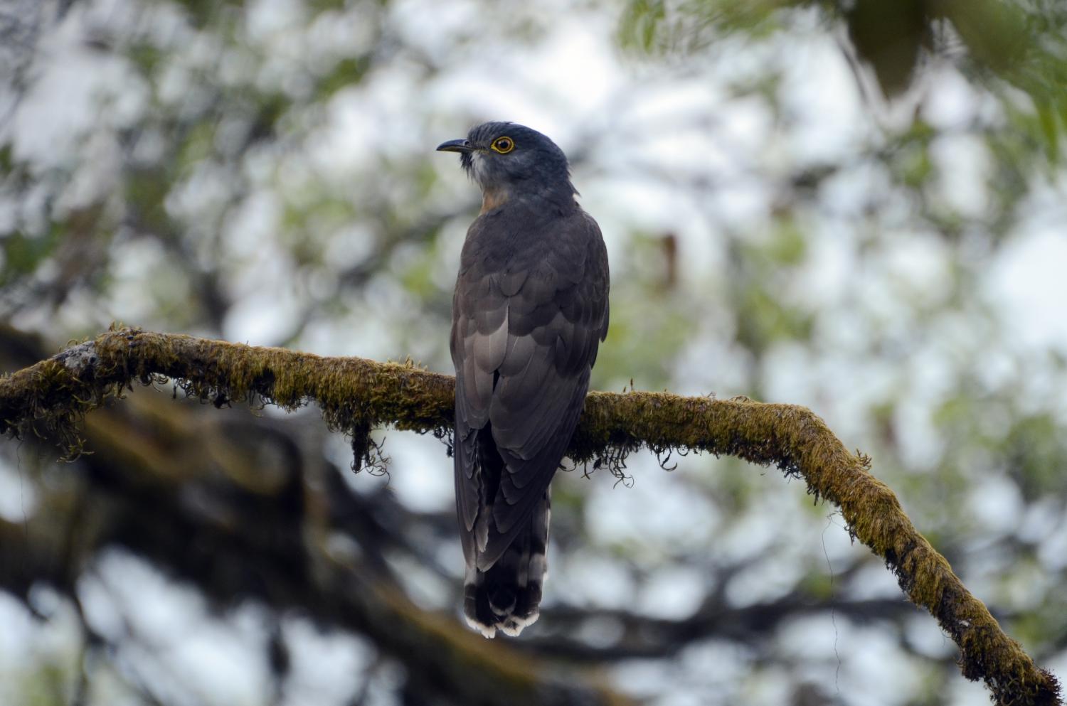 large hawk species