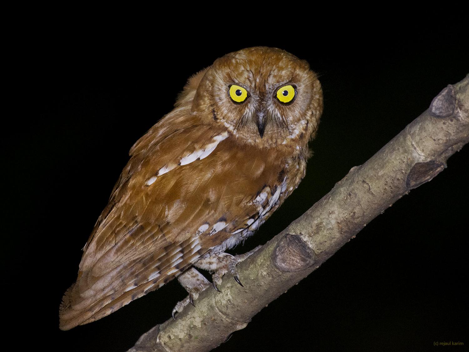 Oriental Scops Owl Otus Sunia